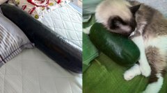 抱着冬瓜睡觉真能降温？ 中国中